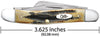 Case Knife 18 6.5318 SSM Bone Stag Jgd Bn ( 03578 )